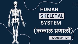 कंकाल प्रणाली (Skeletal System) | Human Skeleton System | 3D Animation | ALYSS