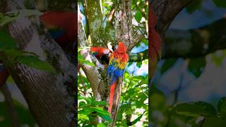 Scarlet Macaw #youtubeshorts #shortvideo #scarletmacaw