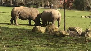 Playful Rhino and Ostrich at Marwell Zoo,Winchester,Hampshire