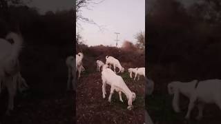 White cute goat baby#goat #youtubeshorts #camel #camells #youtubevideos #animals #ytshorts #youtube