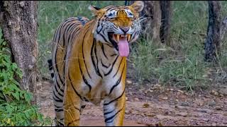 INDIA's National animal#truth behind panthra tigeris#Bengal tiger #world tiger day#powerfull animal#