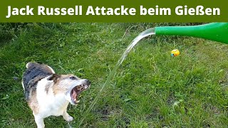 Jimmy, Hund Wasser Attacke Zeitlupe, Dog water jet slow motion Jack Russell