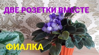 Как будет расти фиалка из двух розеток в одном вазоне😏🪴Рассаживаю и показываю листочки с укоренения