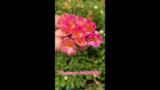 Purslane 25 colors  -  Portulaca 30 colors for sale online - Pathumani  - Whatsapp : 9445450701