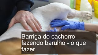 Barriga do cachorro fazendo barulho - O QUE FAZER?