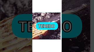 Teredo: O Animal que Come Madeira