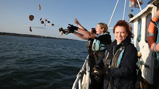 Superhero oysters land on new conservation reef