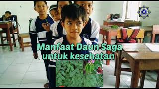 Mengenal manfaat daun untuk kesehatan