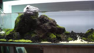 Aquascaping - Akwarium 120x30x25cm, 90L, 1,5 miesiąca od startu