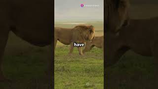 African Lion vs Spotted Hyena Who Rules the land#shortvideo#trending #trendingshorts #youtubeshorts