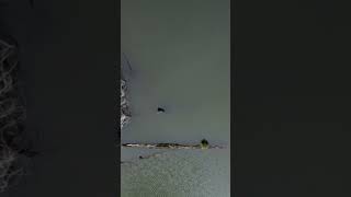 Drone and Garmin Livescope Perspective Mode #fishing #bassfishing #fish  #garminlivescope