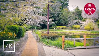 Japan | walking on  neighborhood "Tetsugakudo Park" in Tokyo. | 4k #tetsugakudo