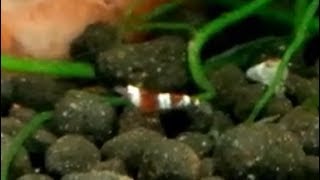 Crystal Red Shrimplets and the Gigantic Mom - Shrimp Parenting