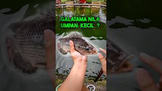 Galatama Nila Umpan Kecil?