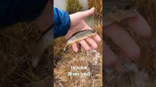 Catching & releasing squirmy little brown trout