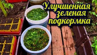 Улучшенная зеленая подкормка для рассады помидоров огурцов и всего остального