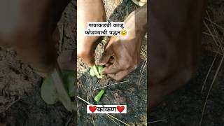 कोकणी पोरांची काजू फोडण्याची पद्धत |कोकण। काजू सोळणे|#village life