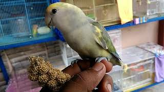 Tame lovebird & free fly..African Lovebird