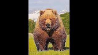 URSO-DE-KODIAK