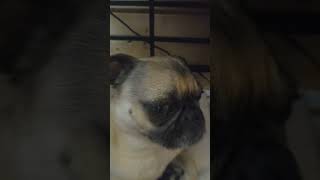 is he cute? #cutepug