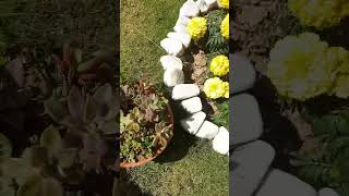 Creating a Stunning Succulent Garden in a Pot