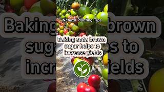 Baking soda brown sugar helps to increase yields #plants #shortvideo #garden #youtubeshorts