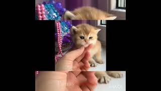 funny kitten vedio #shorts #ytshorts #kitten #catlover