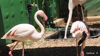 Flamenco común Phoenicopterus roseus