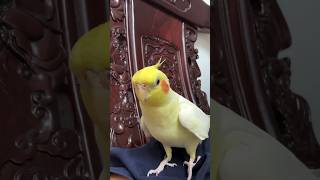 parrot talk|Amazing video= amazing!amazing world amazing shorts #amazingshorts #amazing #shorts