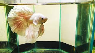 Betta cod. 640 #betta #acquarium #fish www.lamangrovia.com