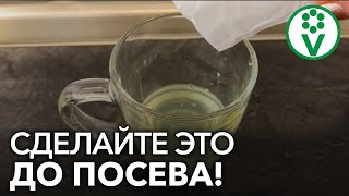 НИКОГДА НЕ СЕЮ СЕМЕНА ПОКА НЕ СДЕЛАЮ ТАК! Натуральный протравитель семян для защиты от всех болезней