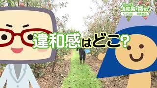 長野県安曇野市のりんご農家さんを取材（？クイズ！違和感を探せ！ 2024年10月22日放送）