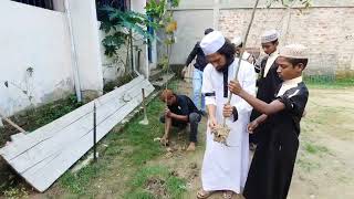 Plantation | Gauchia Jalalia Khorshedia Hafizul Quran Madrasa Orphanage | Bahubol Hobigoinj