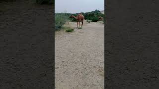 الجمال تتجول في صليب سانوري القوطي  #shorts #funny #cameldesert