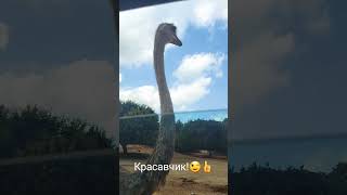 Красавчик #shortsvideo #животные #страус #сафарипарк