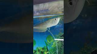 SILVER AROWANA || #shorts #aquarium #fish #viral #beautiful #arowana