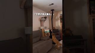 【予想外】猫におもちゃを渡したらwww