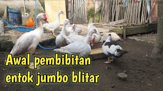 Awal belajar Ternak entok pembibitan jenis jumbo blitar