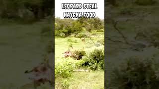 Leopard steal hayena food #shorts #viral #trending #animals