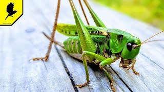 The sound of locusts