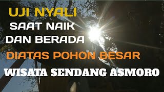 Uji Nyali saat berada di atas pohon besar wisata Sendang Asmoro #WisataSendangAsmoro #WisataTuban