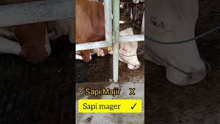 Sapi Baper#sapilucu #sapijumbo