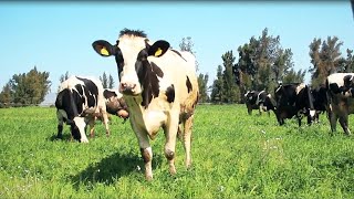 CalBio and Bloom Energy to Generate Renewable Electricity from Dairy Waste