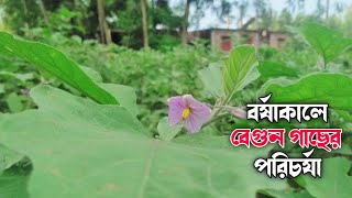 বর্ষাকালে বেগুন গাছের পরিচর্যা শুরু করলাম