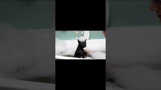 garmi ka tor 😂#short #cat #kitten #catto #trending #viral