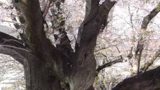 Sakura petals swirl : 桜吹雪