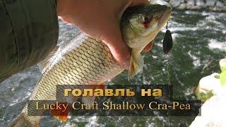 Голавль на Lucky Craft Shallow Cra Pea