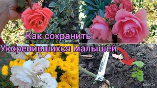 Черенкование роз🌹 -как сохранить малышей зимой🥶; Цветение последних Розовых ласточек 🌹🥰