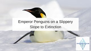 Emperor Penguins on a Slippery Slope to Extinction