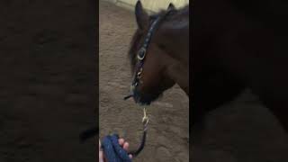 Walking❤️ #horse #pony #equestrian #ponyfun #shortvideo #ponylover #cutepony #cutie #walking